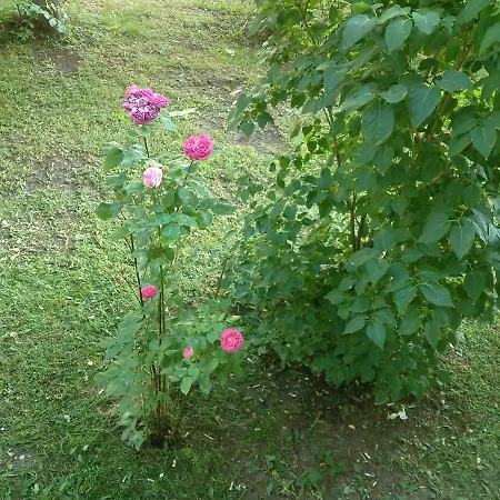 A Comfortable With Balcony Appartement